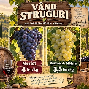 Vând struguri Merlot și Mustoasă de Măderat
