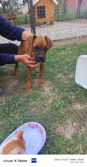 Vand pui boxer german - imagine 5