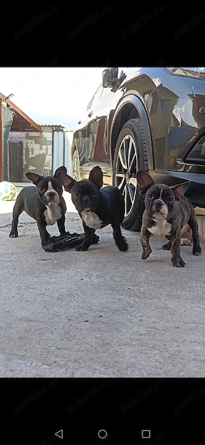 Bulldog francez mascul si femela - imagine 3