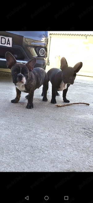 Bulldog francez mascul si femela - imagine 2