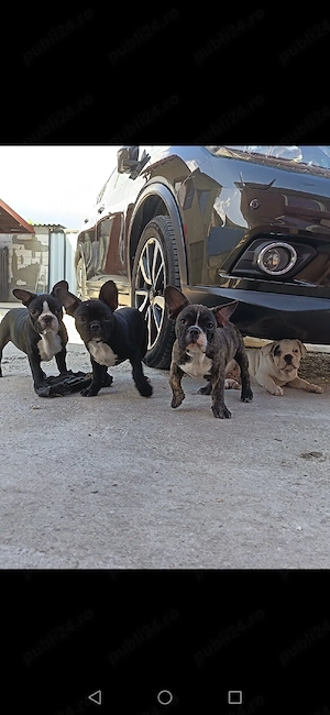 Bulldog francez mascul si femela