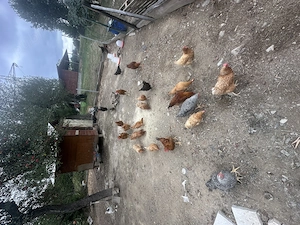 Vand gaini si cocosi! Cauta alta casa! - imagine 2