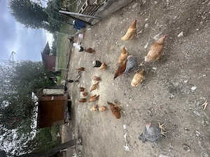 Vand gaini si cocosi! Cauta alta casa!