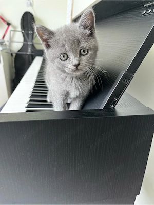 British Shorthair Blue   Fetiță Rasă Pură  - imagine 4