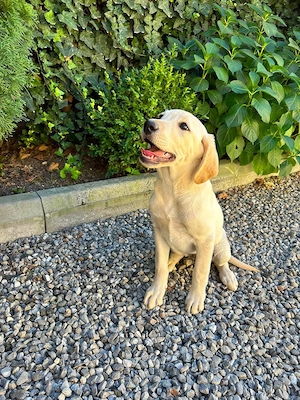 Pui Labrador 12 săptămâni - imagine 2