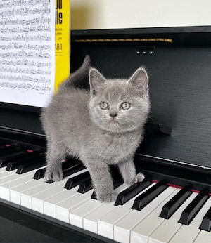 British Shorthair Blue   Fetiță Rasă Pură  - imagine 3