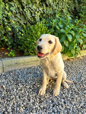 Vând pui labrador de 12 săptămâni