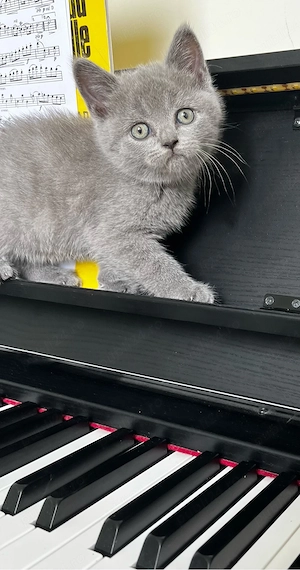 British Shorthair Blue   Fetiță Rasă Pură  - imagine 5