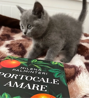 British Shorthair Blue   Fetiță Rasă Pură  - imagine 2