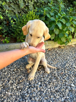 Pui Labrador 12 săptămâni - imagine 3