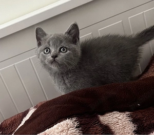 British Shorthair Blue   Fetiță Rasă Pură 