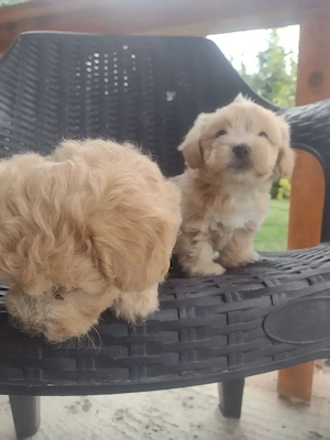 Bichon javanez pui - imagine 3