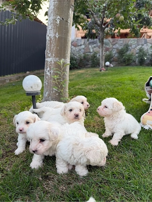 Bichon Maltez, pui adorabili - imagine 3