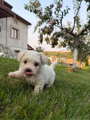 Bichon Maltez, pui adorabili