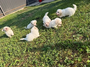 Bichon Maltez, pui adorabili - imagine 2