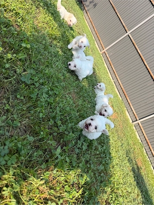 Bichon Maltez, pui adorabili - imagine 5