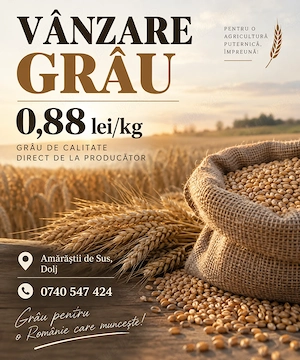  Grâu de vânzare 0.88 lei