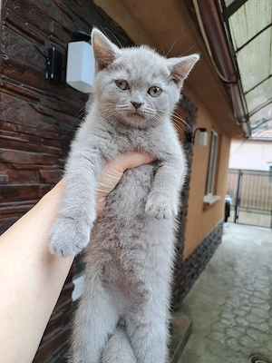British shorthair lilac  - imagine 3