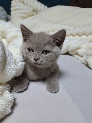 British shorthair lilac  - imagine 2