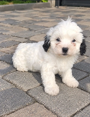 bichon havanez