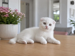 Pisicuță albă Scottish Fold, cu Pedigree - imagine 5