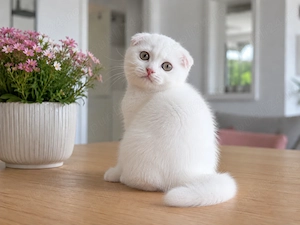 Pisicuță albă Scottish Fold, cu Pedigree