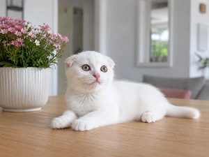 Pisicuță albă Scottish Fold, cu Pedigree - imagine 3
