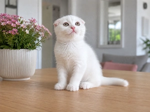 Pisicuță albă Scottish Fold, cu Pedigree - imagine 2