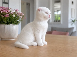 Pisicuță albă Scottish Fold, cu Pedigree - imagine 4