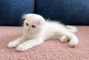 Pisicuță albă Scottish Fold Longhair, cu Pedigree - imagine 5