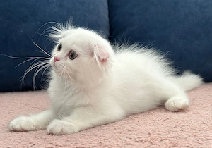 Pisicuță albă Scottish Fold Longhair, cu Pedigree
