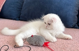 Pisicuță albă Scottish Fold Longhair, cu Pedigree - imagine 3