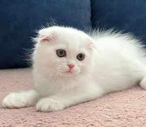 Pisicuță albă Scottish Fold Longhair, cu Pedigree