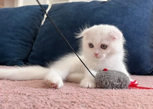 Pisicuță albă Scottish Fold Longhair, cu Pedigree - imagine 4