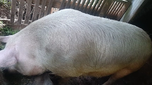 vănd un porc bun 170kg ,numa bun !