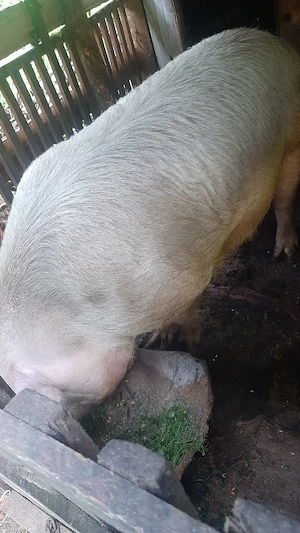 vănd un porc bun 170kg ,numa bun ! - imagine 2