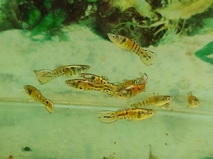 Pesti exotici de acvariu molly xifo tetra zebre