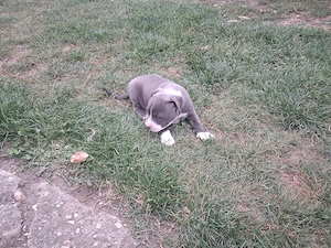 Vând amstaff blue si merle  - imagine 5