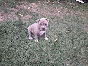 Vând amstaff blue si merle  - imagine 3