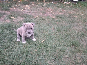Vând amstaff blue si merle  - imagine 2