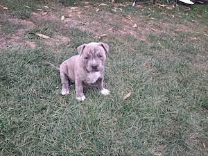 Vând amstaff blue si merle  - imagine 4
