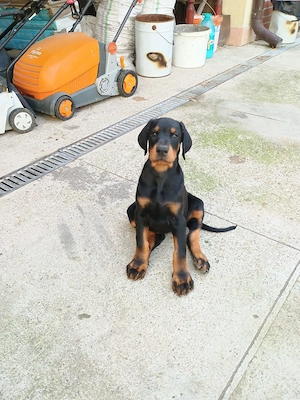 pui de doberman - imagine 2