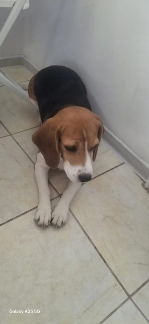 Ofer spre Donație cățelușă Beagle  - imagine 3