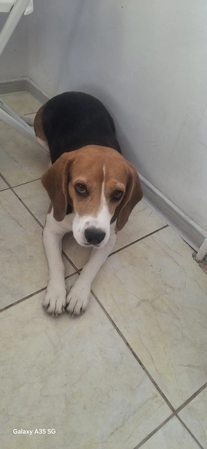 Ofer spre Donație cățelușă Beagle  - imagine 2