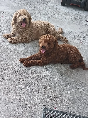 catel maltipoo - imagine 5