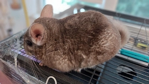 Chinchilla plus cusca metalica pentru rozatoare - imagine 2