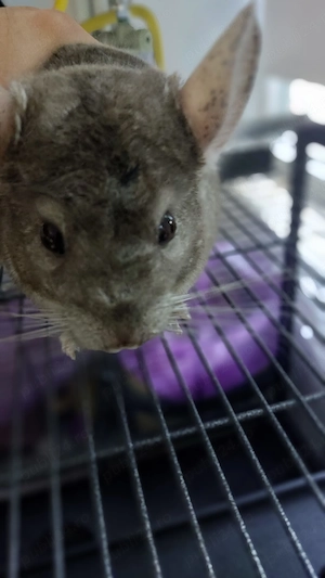 Chinchilla plus cusca metalica pentru rozatoare - imagine 4
