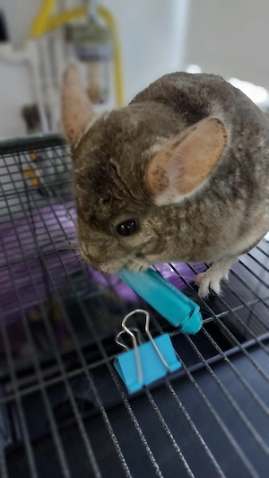 Chinchilla plus cusca metalica pentru rozatoare - imagine 3