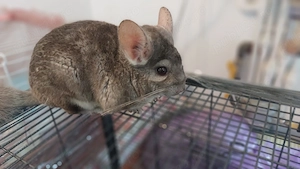 Chinchilla plus cusca metalica pentru rozatoare