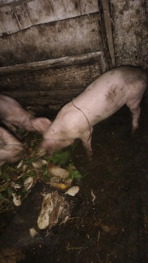 Vând pereche de porci  - imagine 3